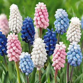 Traubenhyazinthen Mischung (x25) - Muscari - Willemse