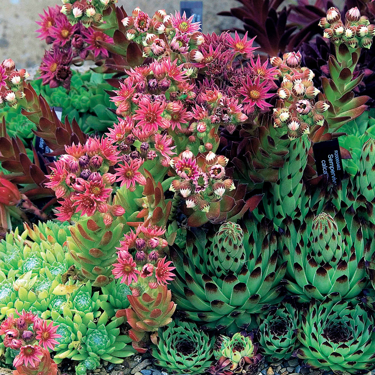 Hauswurz Mischung (x6) - Sempervivum - Willemse