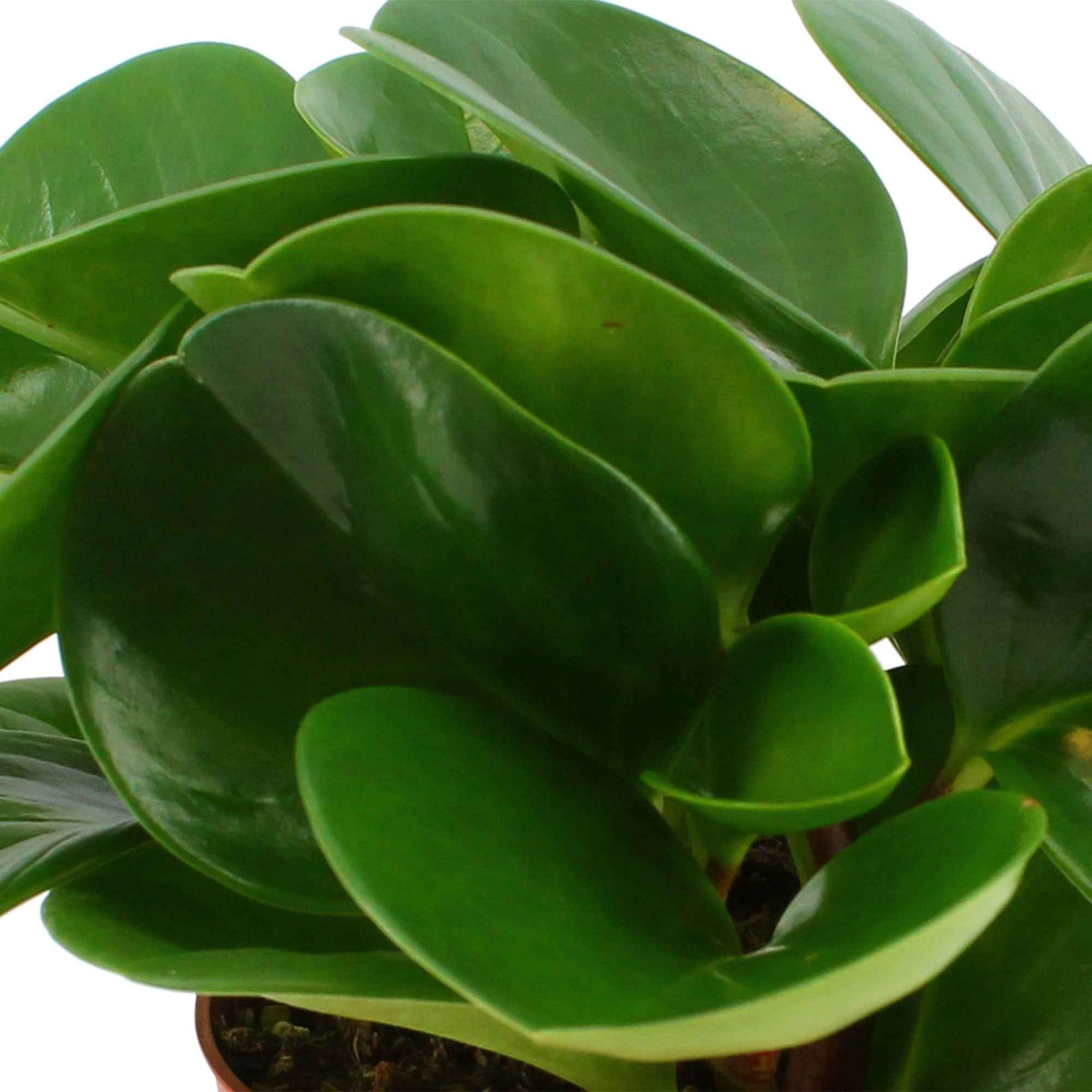 Zwergpfeffer - Peperomia obtusifolia - Willemse