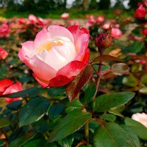 Edelrose 'Nostalgie' - Willemse