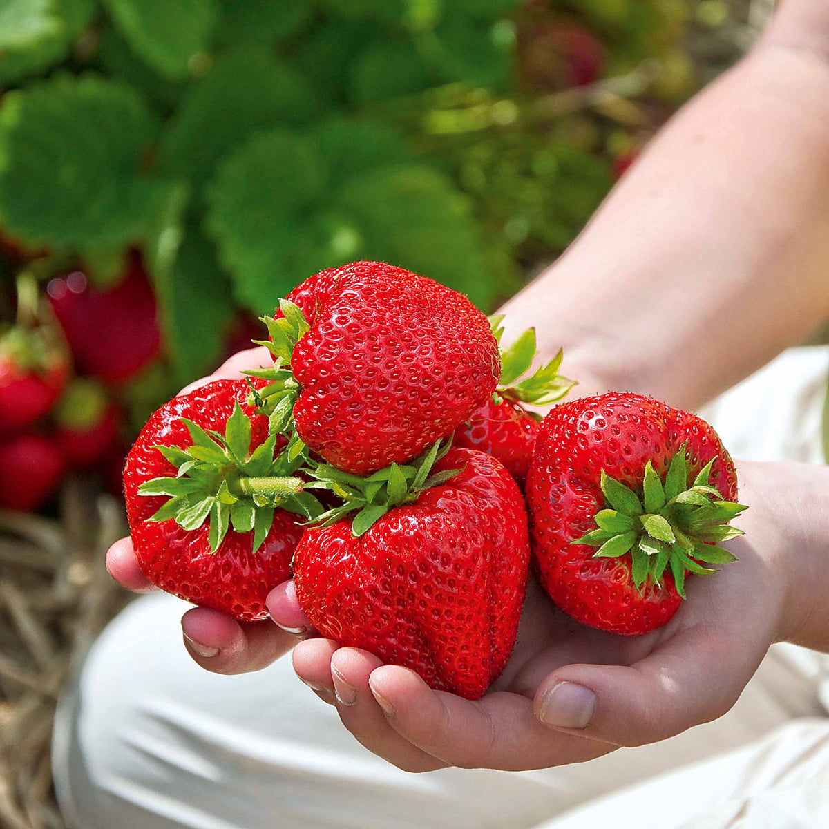 Erdbeere 'Gigantella Maxim' (x20) - Fragaria maxim