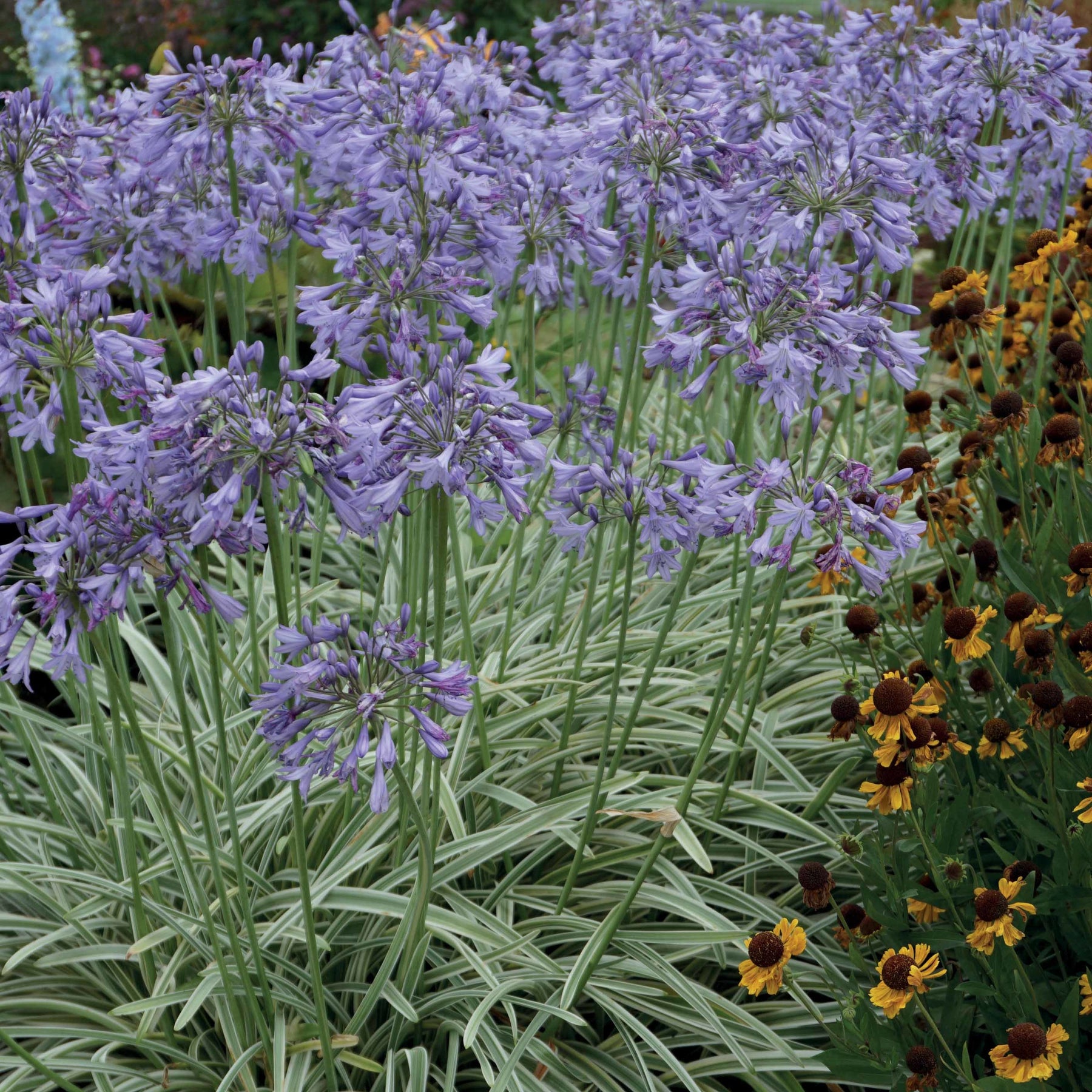 Afrikanische Schmucklilie 'Silver Moon' - Agapanthus silver moon - Stauden