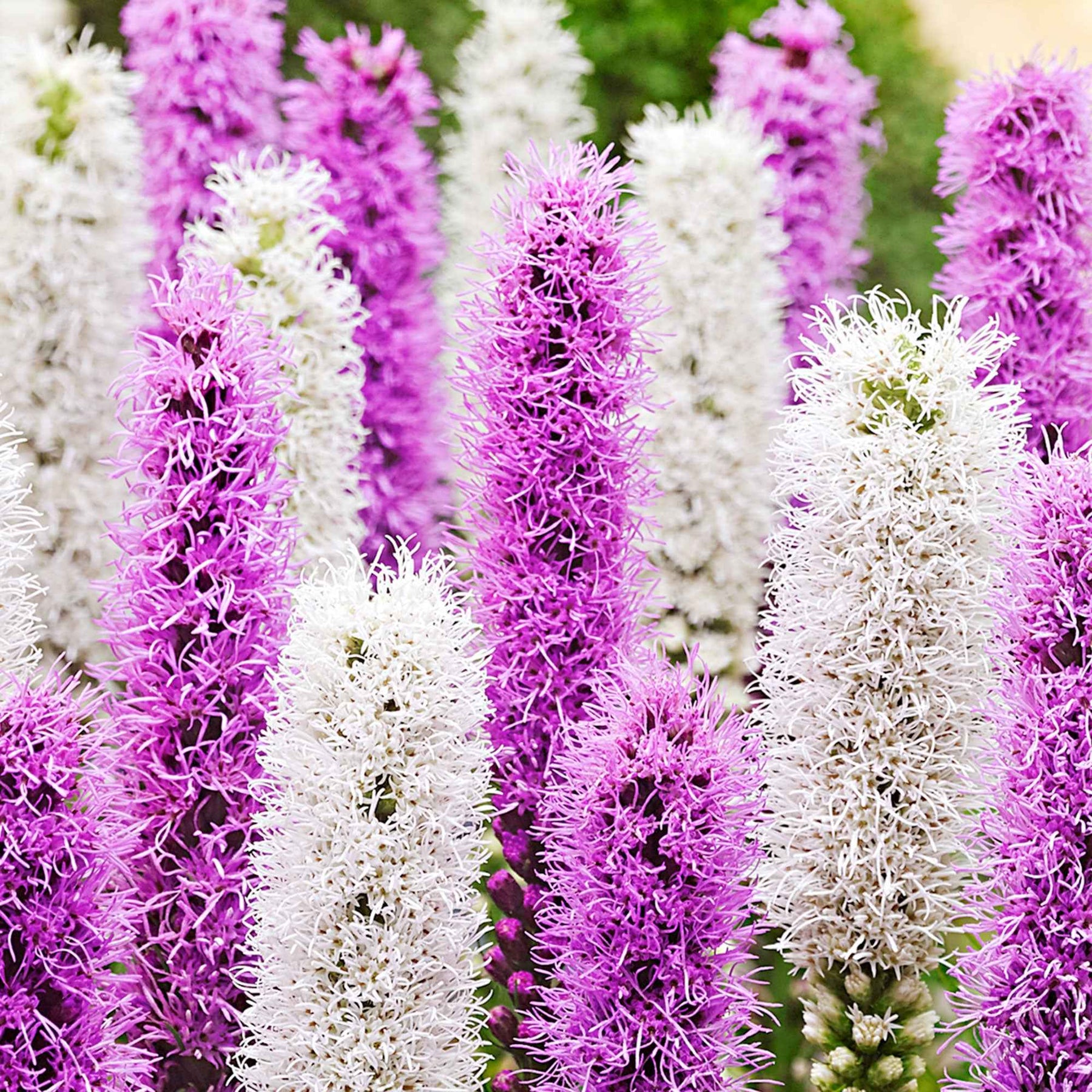 Prachtscharte 'Alba' (x12) - Liatris spicata - Willemse