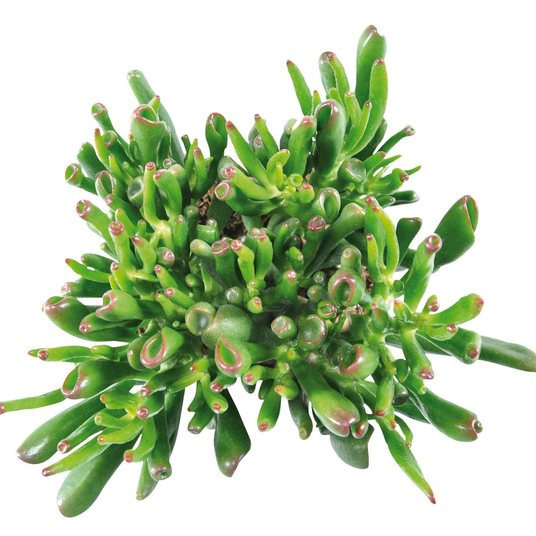 Dickblatt 'Hobbit' - Crassula ovata hobbit - Willemse