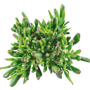 Dickblatt 'Hobbit' - Crassula ovata hobbit - Willemse