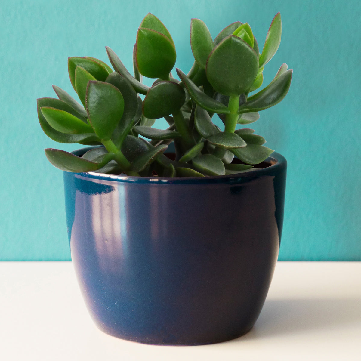Geldbaum - Crassula ovata argentea - Willemse