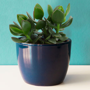Geldbaum - Crassula ovata argentea - Willemse