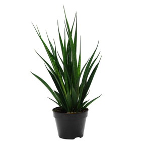 Bogenhanf 'Friends' - Sansevieria Kirkii Friends - Willemse