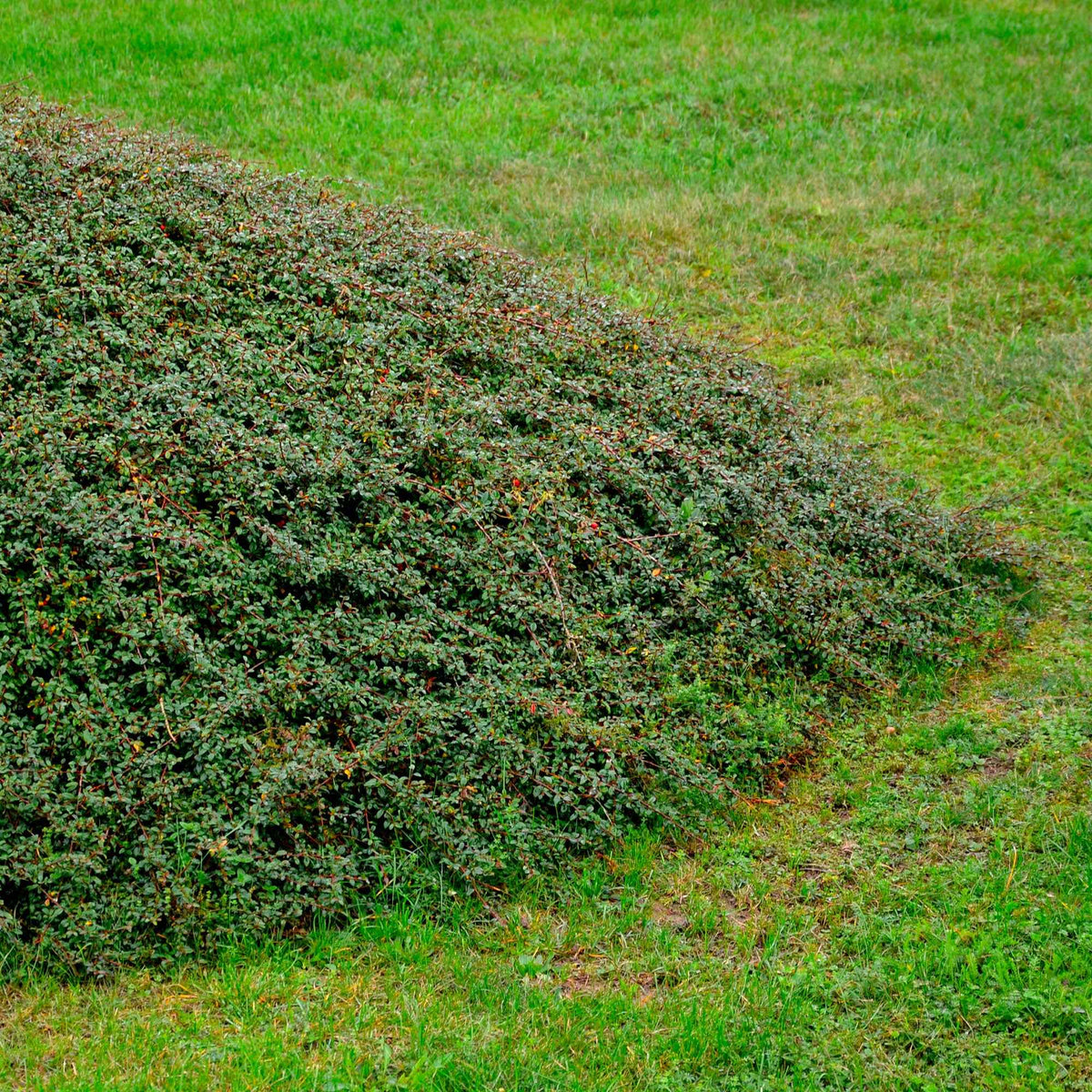 Cotoneaster suecicus Coral Beauty - Zwergmispel 'Coral Beauty' - Blühende Sträucher