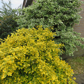 Spindelstrauch ‚Emerald ’n’ Gold‘ - Willemse