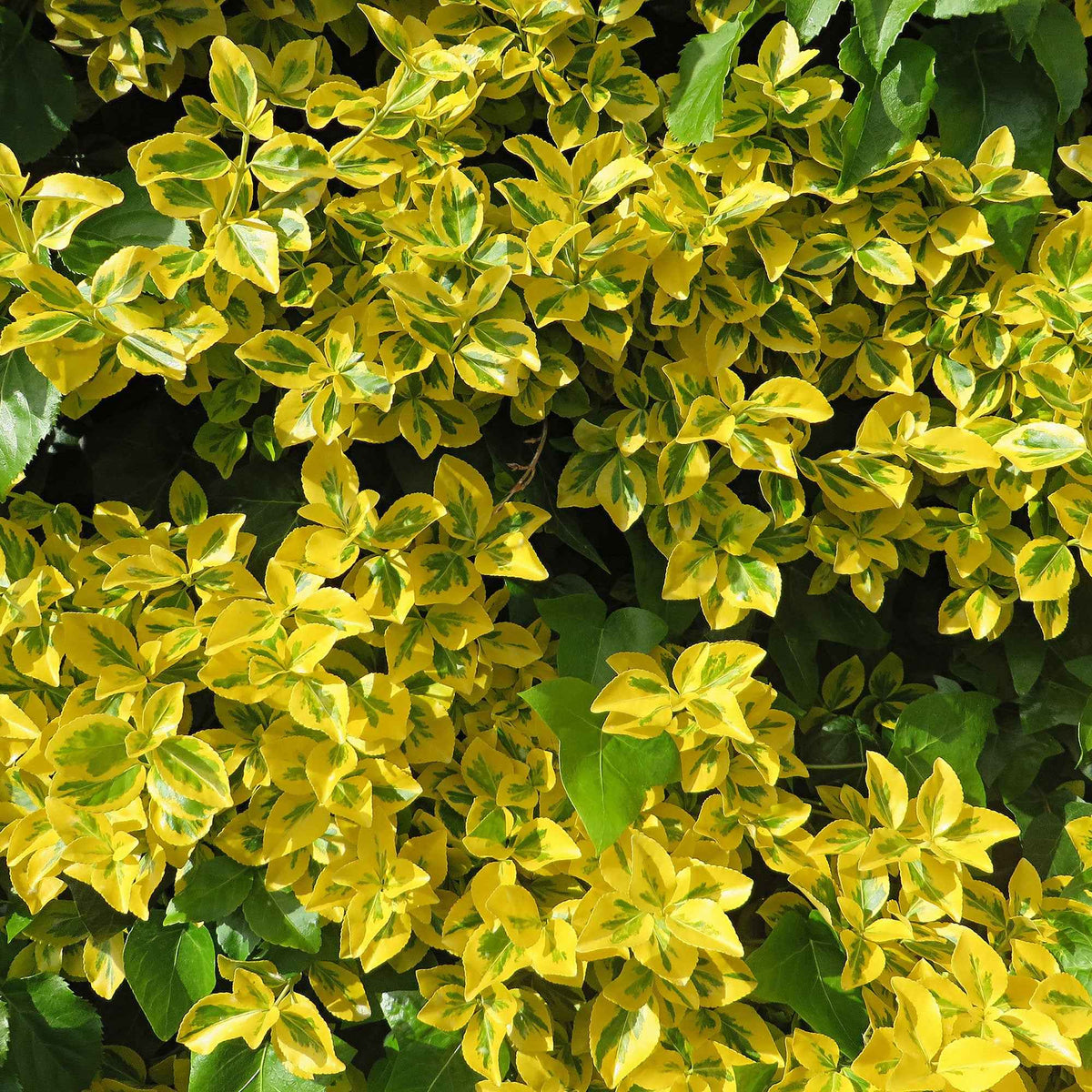 Spindelstrauch ‚Emerald ’n’ Gold‘ - Euonymus fortunei Emerald and Gold - Willemse