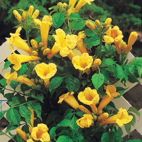 Kletterpflanzen - Trompetenblume 'Gold Trumpet' - Campsis radicans Yellow Trumpet