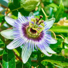 Passionsblume - Willemse