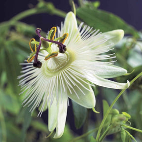 Passionsblume 'Constance Elliot' - Passiflora caerulea constance elliot - Willemse