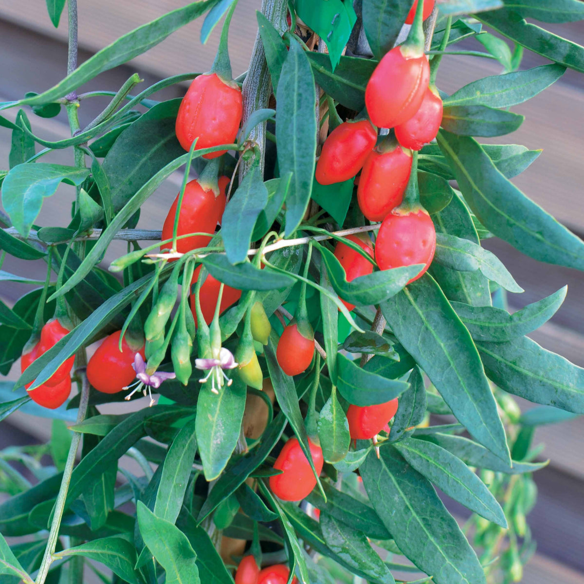 Goji-Beere 'Princess Tao' - Willemse