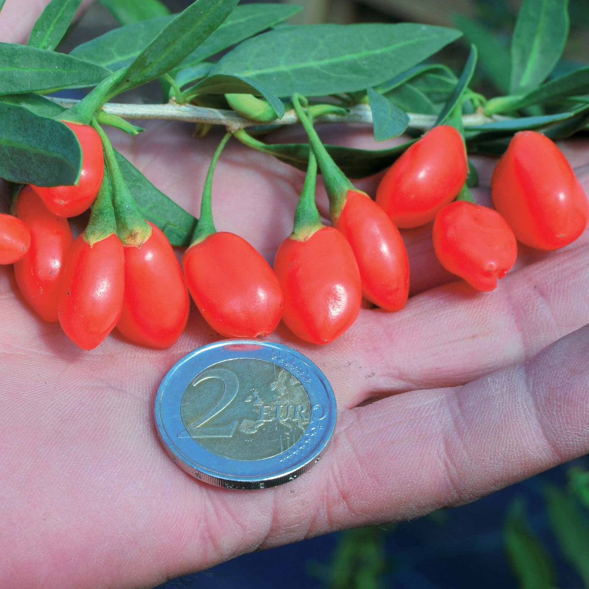 Goji-Beere 'Princess Tao' - Lycium barbarum princess tao ® 'fpw03' - Willemse