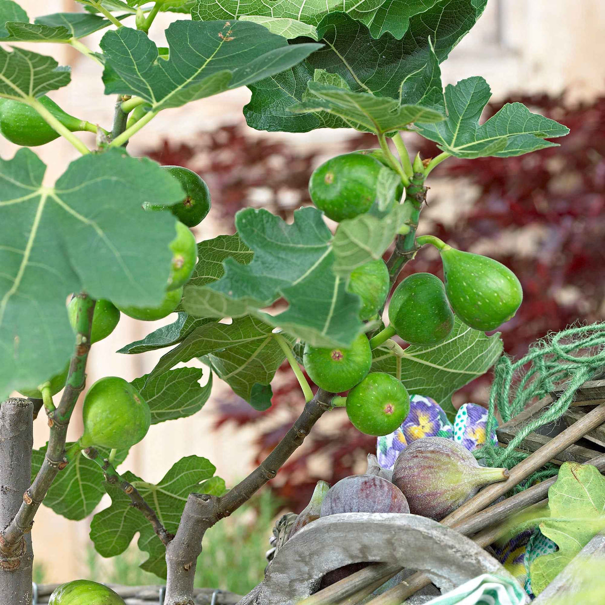 Feigenbaum Ficus carica 'Perretta' - grün-braun - Winterhart - Willemse