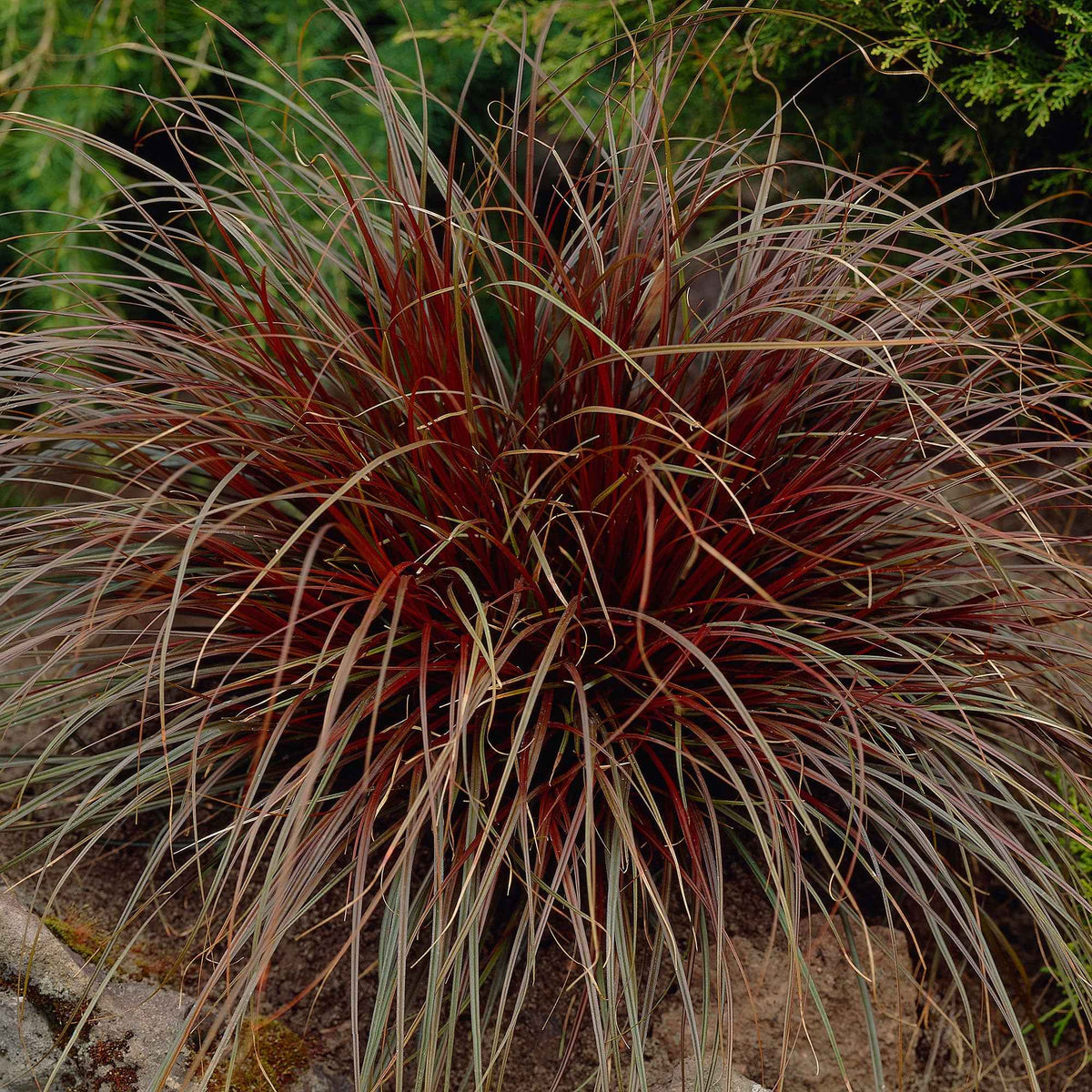 Rote Hakensegge - Willemse