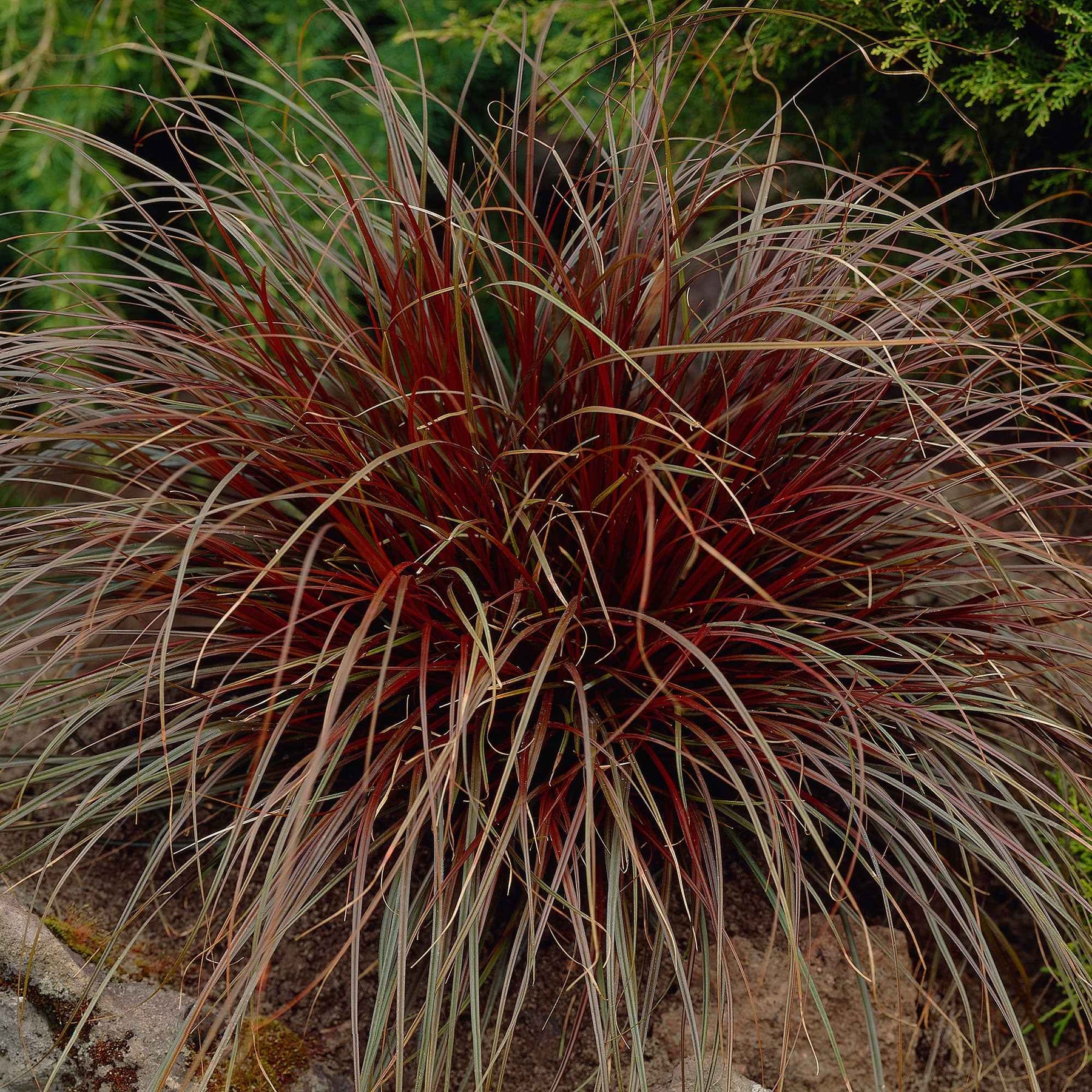 Rote Hakensegge - Willemse