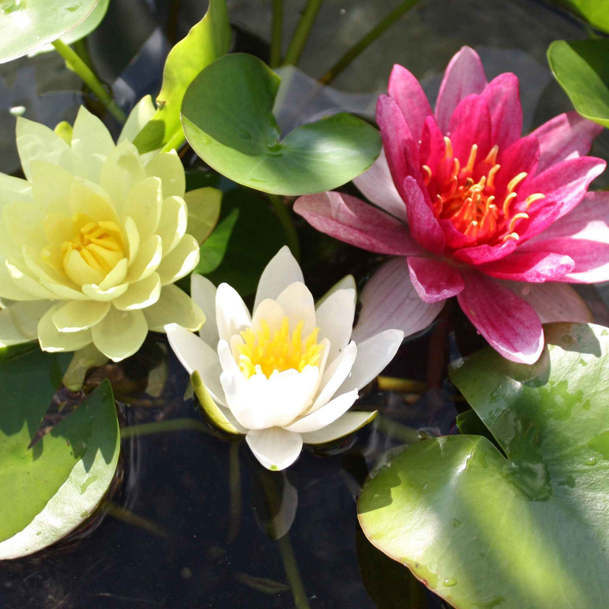 Seerose rosa-gelb-weiß (x3) - Willemse