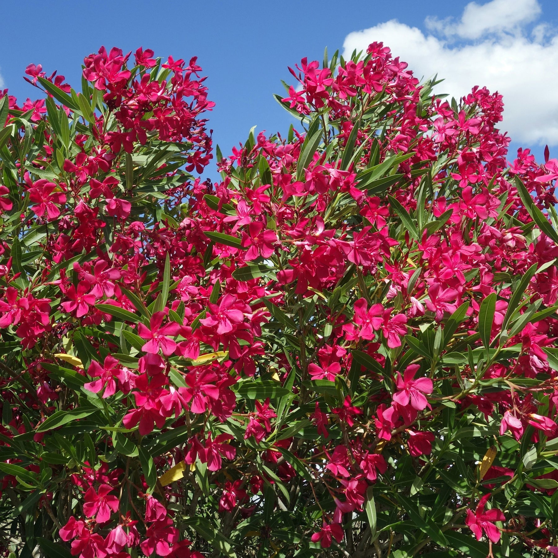 Rote Oleander - Nerium oleander - Willemse