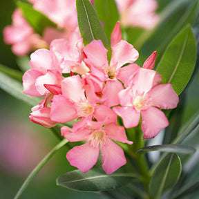 Oleander - Nerium oleander - Willemse