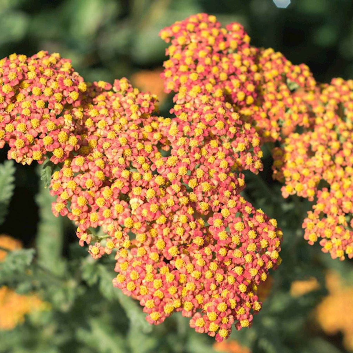 Schafgarbe 'Walther Funcke' - Achillea hybride Walther Funcke - Willemse