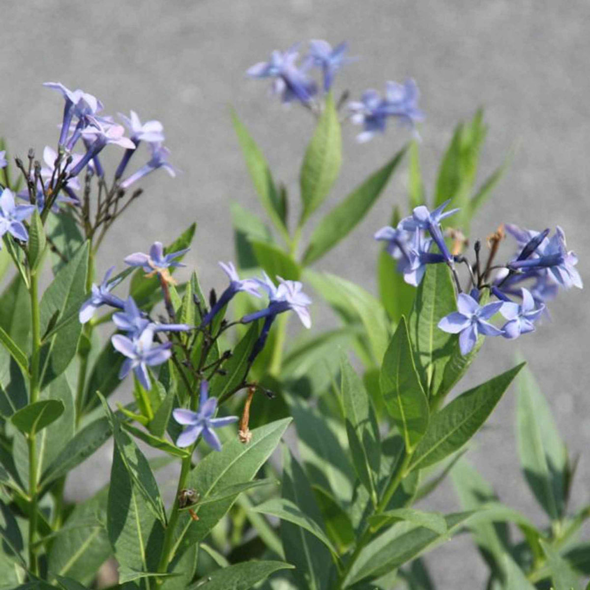 Röhrenstern 'Blue Ice' - Willemse