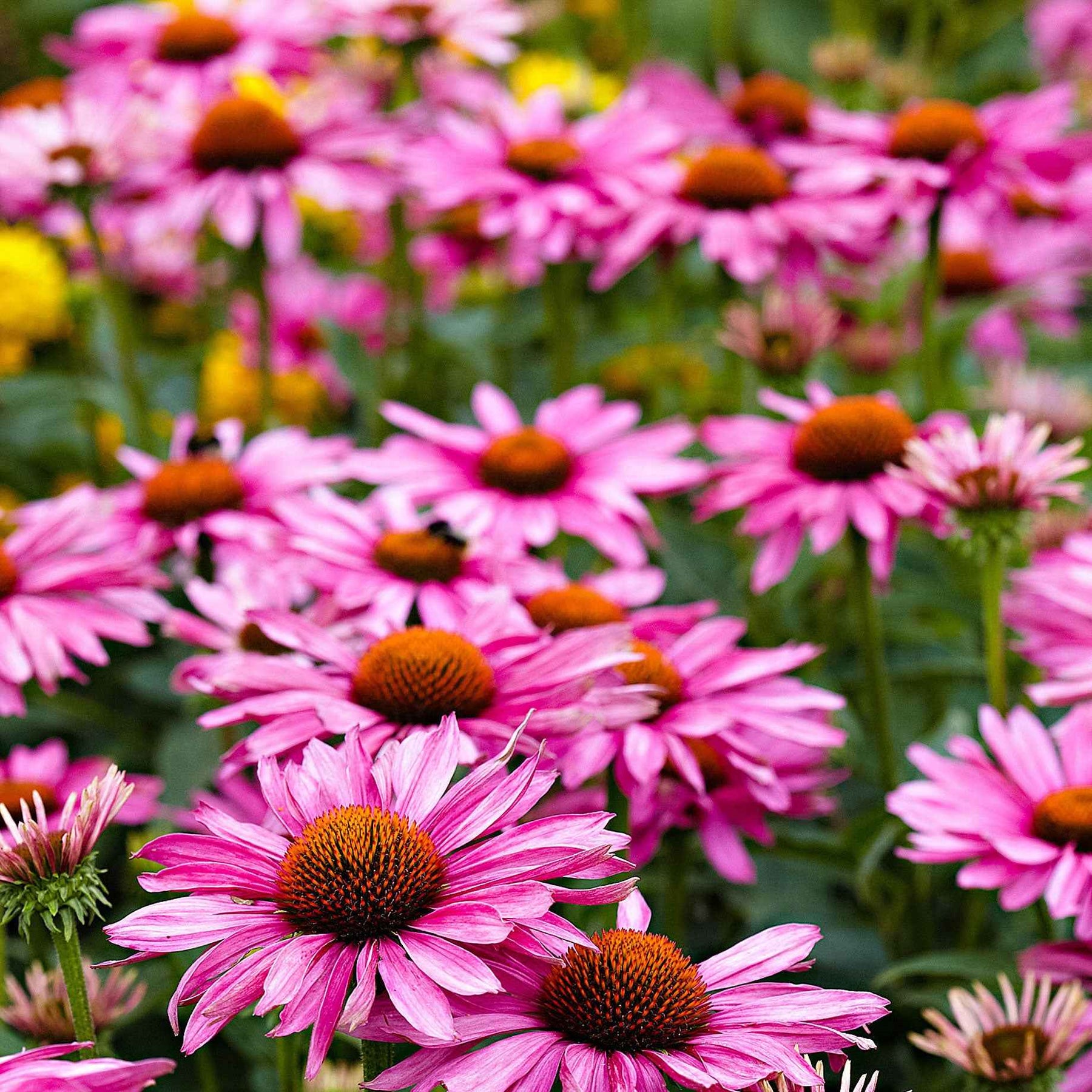 Purpur-Sonnenhut - Echinacea purpurea - Willemse