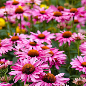Purpur-Sonnenhut - Echinacea purpurea - Willemse