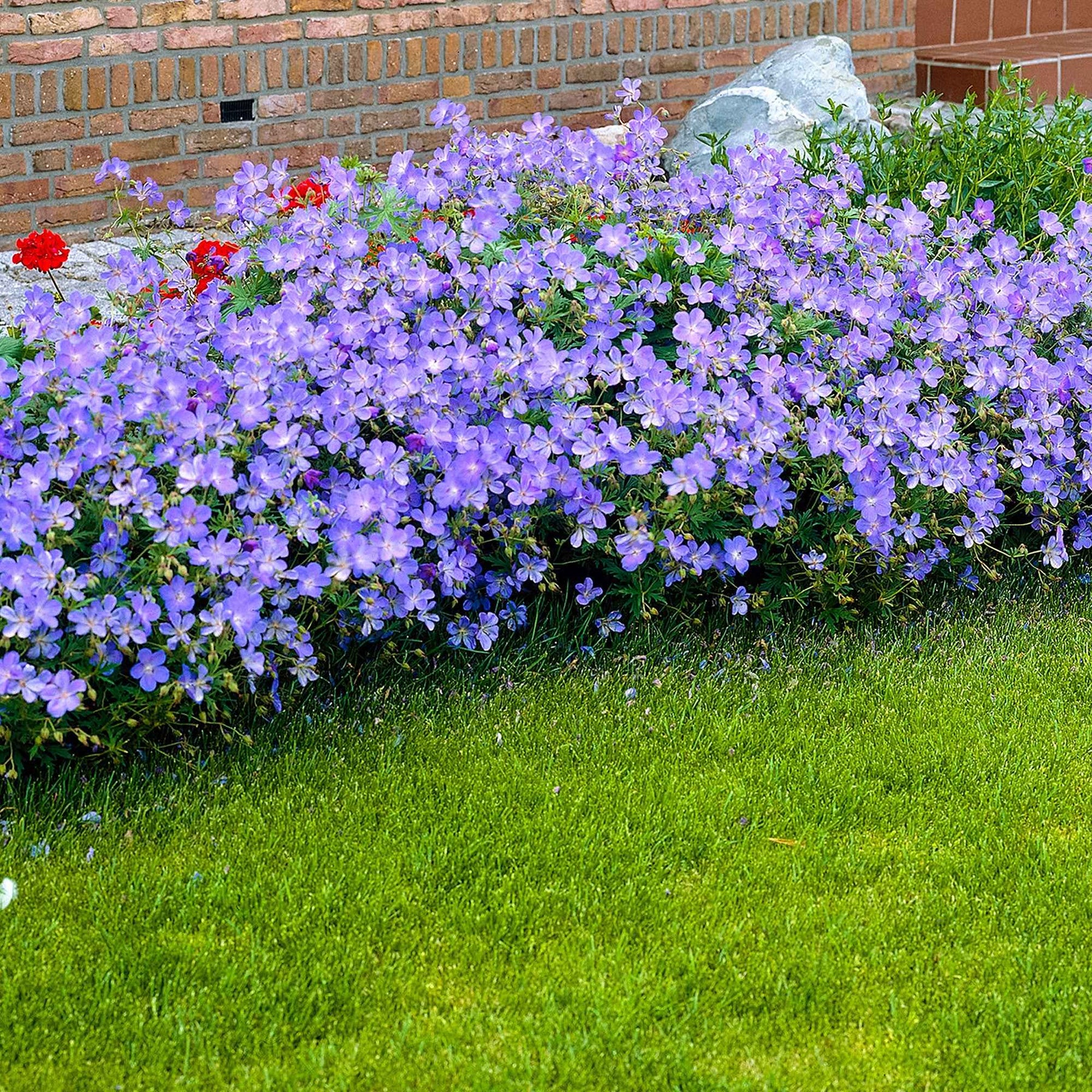 Storchschnabel 'Johnsons Blue' - Willemse