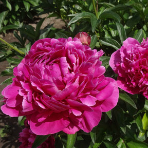 Pfingstrose Paeonia 'Karl Rosenfield' - Paeonia lactiflora Karl Rosenfield - Gartenpflanzen