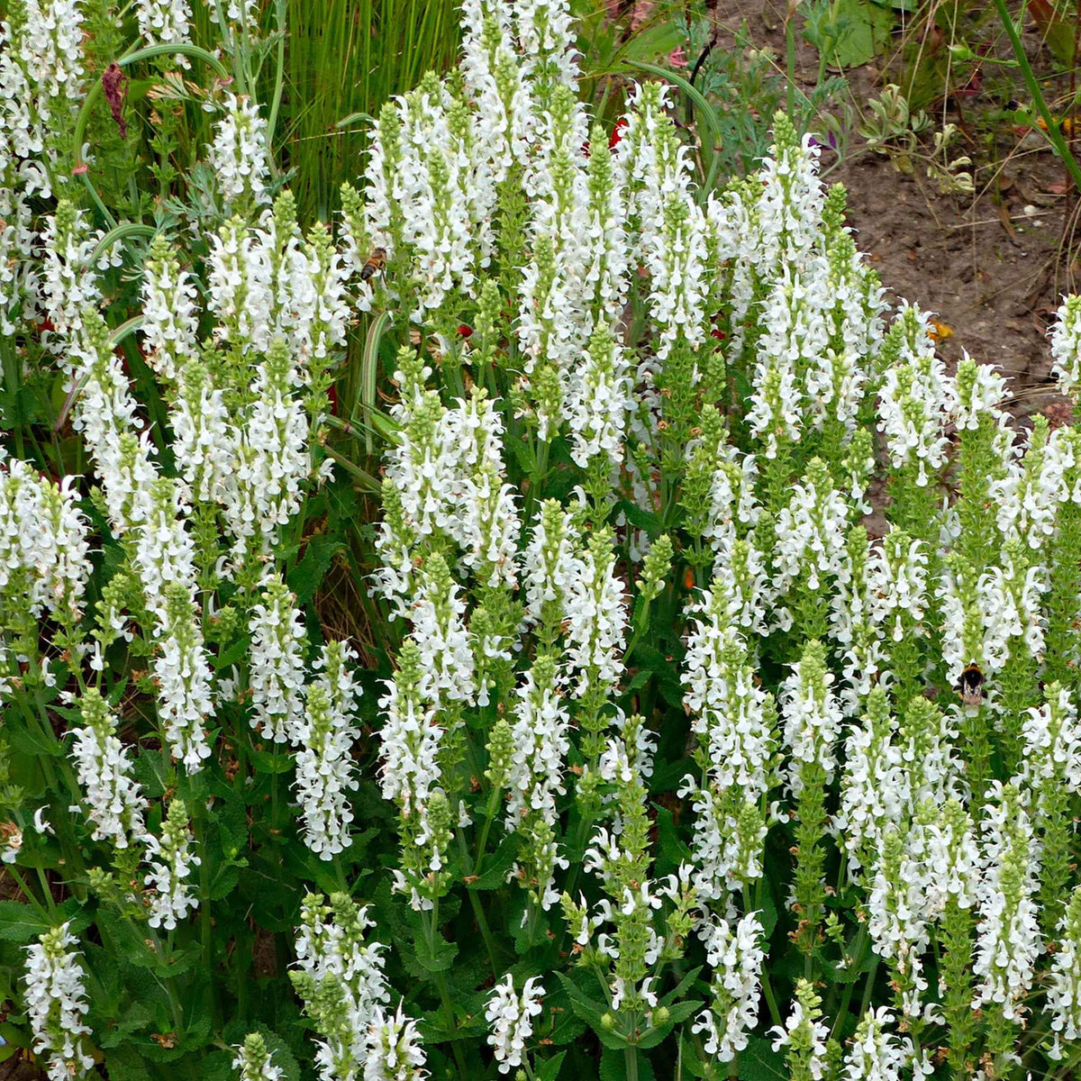 Steppensalbei 'Schneehügel' - Salvia nemorosa schneehügel - Willemse