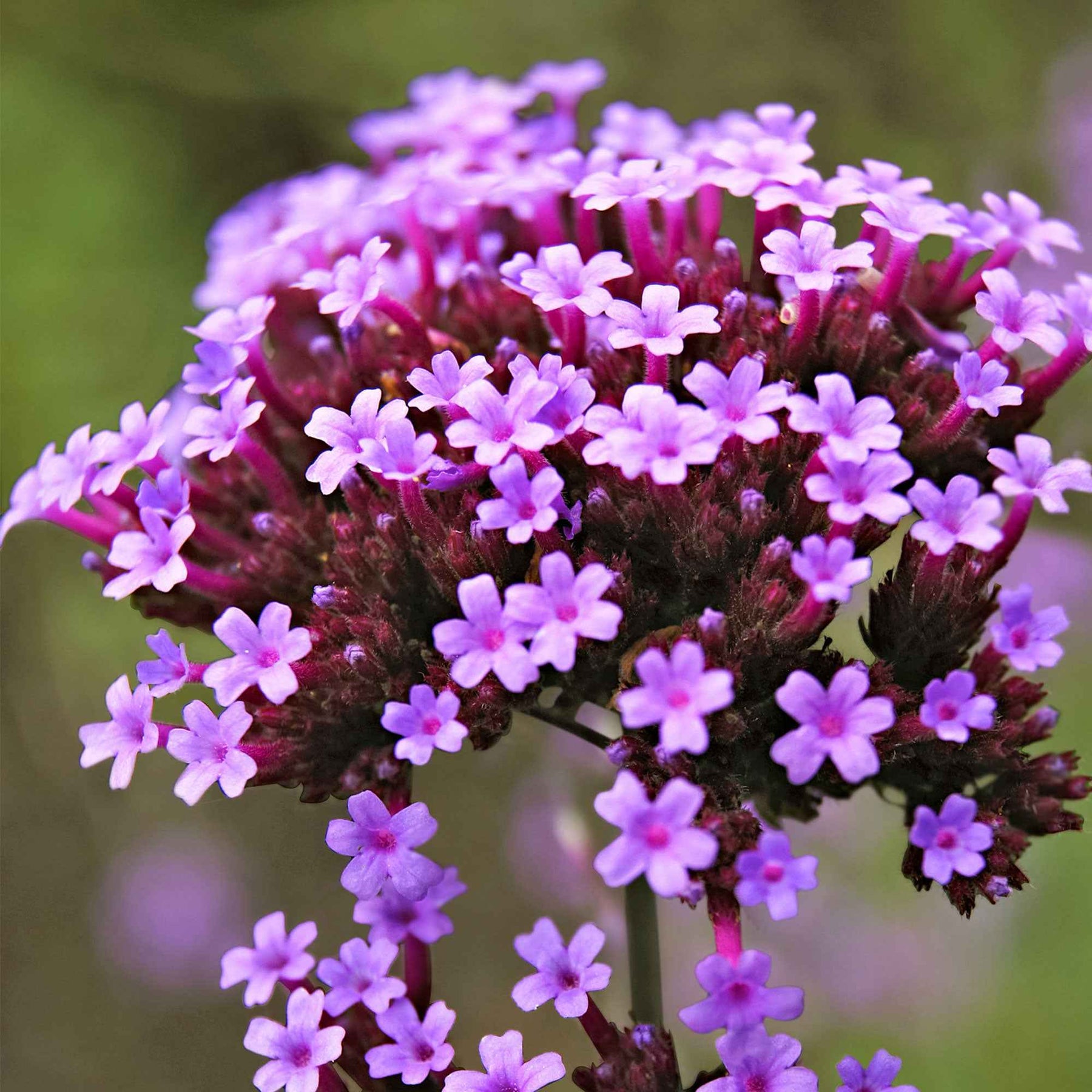 Eisenkraut 'Lollipop' - Verbena bonariensis Lollipop - Willemse