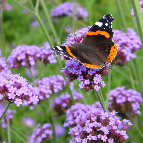 Patagonisches Eisenkraut - Verbena bonariensis - Willemse