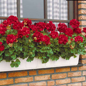 Geranien - Pelargonien - Geranie 'Toscana'® (x3) - Pelargonium zonale toscana ®