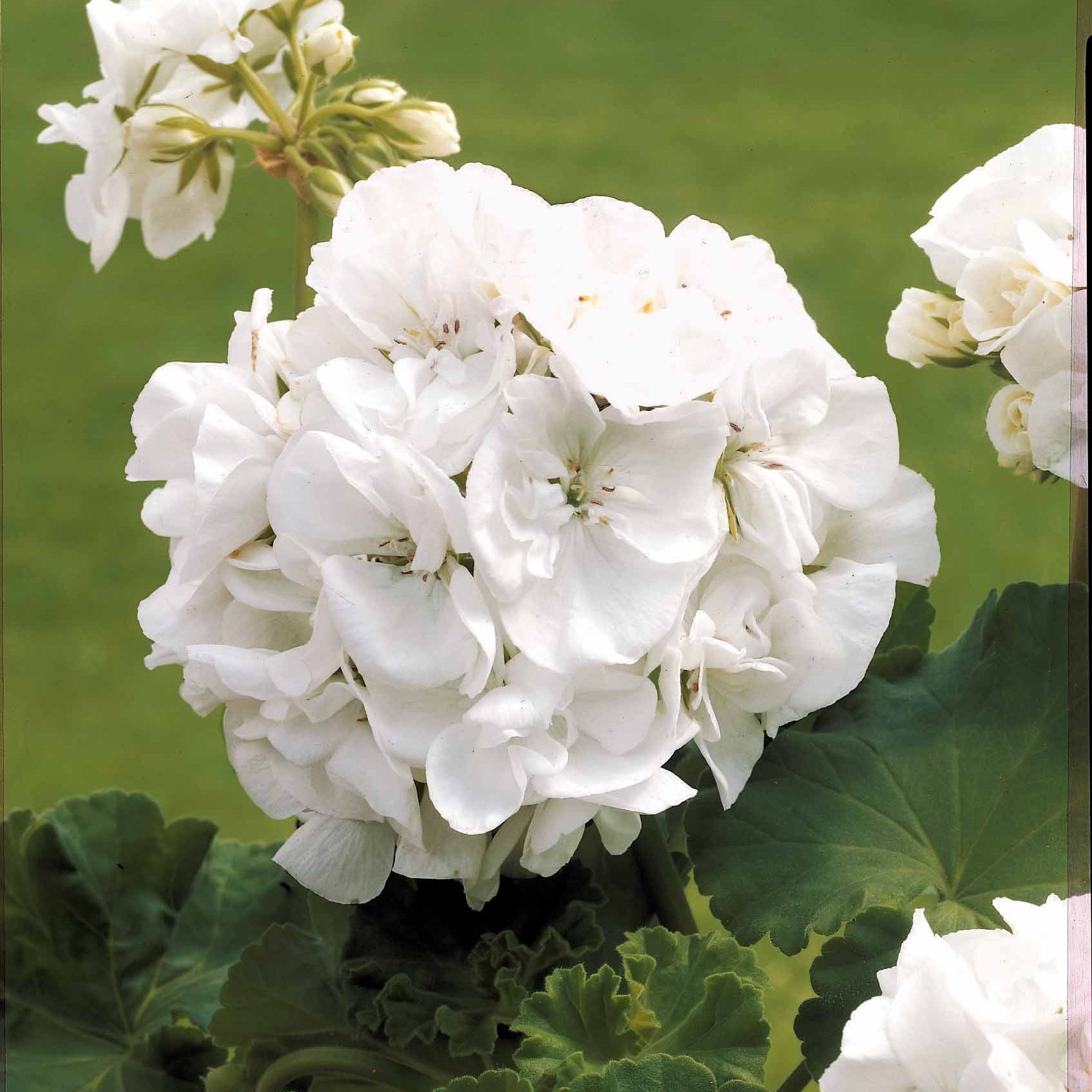 Stehende Geranien weiß - Pelargonium zonale - Willemse