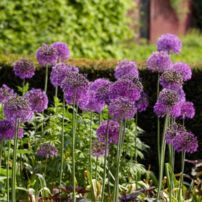 Zierlauch 'Purple Sensation' (x10) - Allium aflatunense Purple Sensation - Willemse