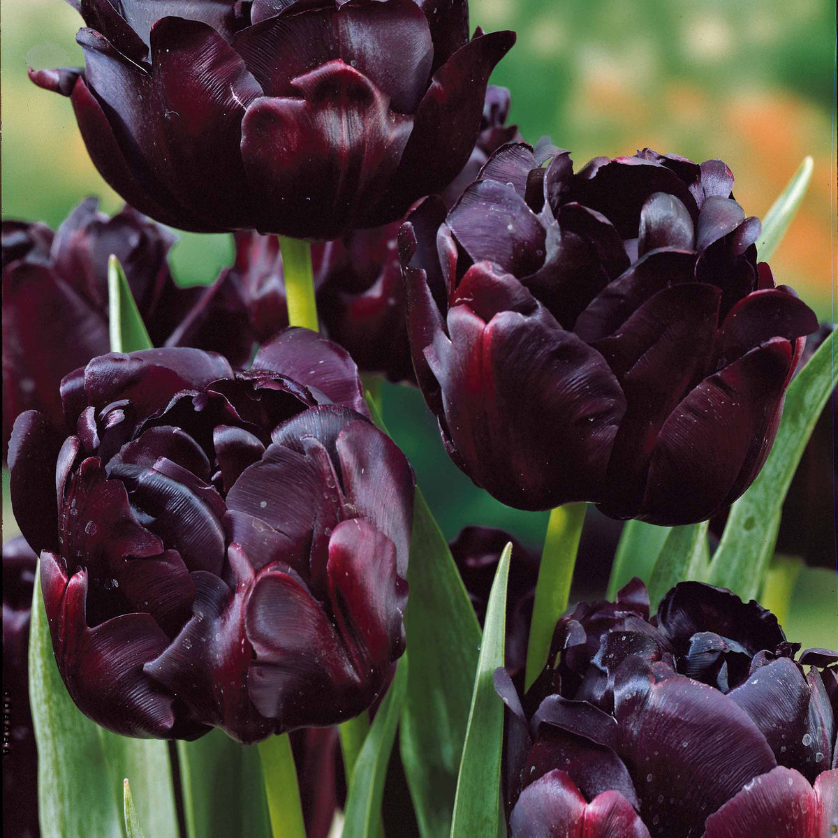 Tulpen 'Black Hero' (x10) - Tulipa black hero - Blumenzwiebeln Frühlingsblüher