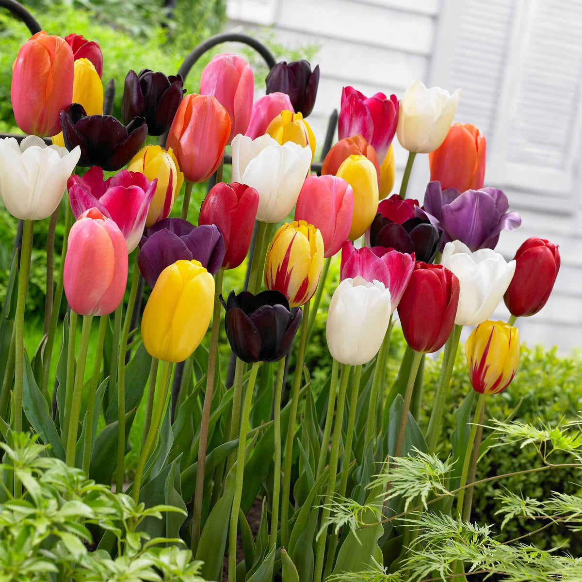 Langstielige Tulpen Mischung - Willemse