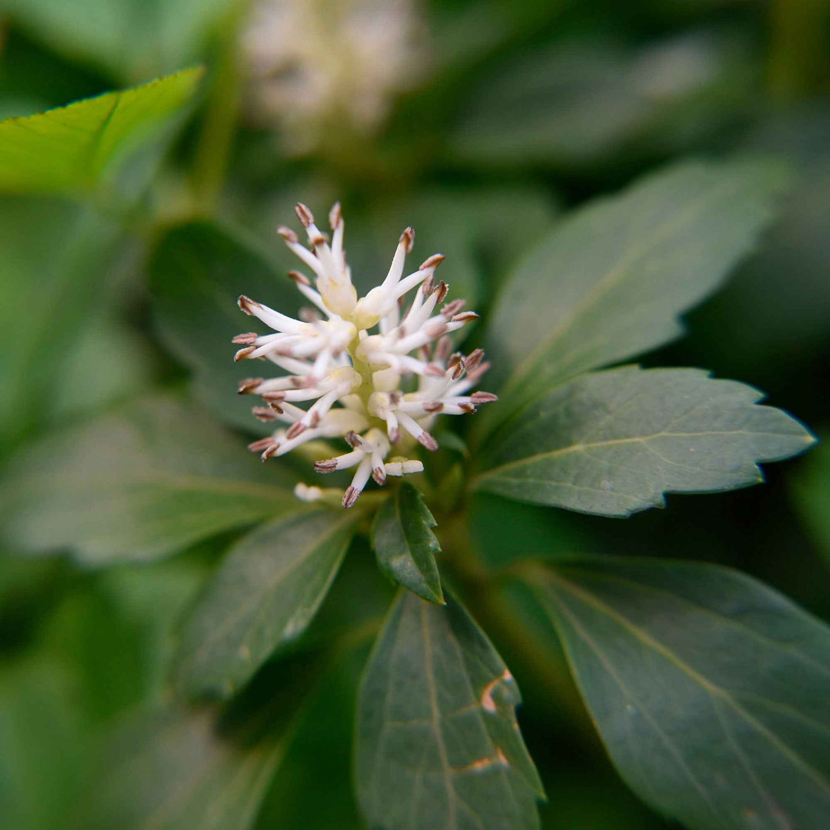 Dickmännchen ‘Green Carpet’ - Pachysandra terminalis Green Carpet - Willemse