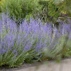 Blauraute 'Blue Spire' - Willemse