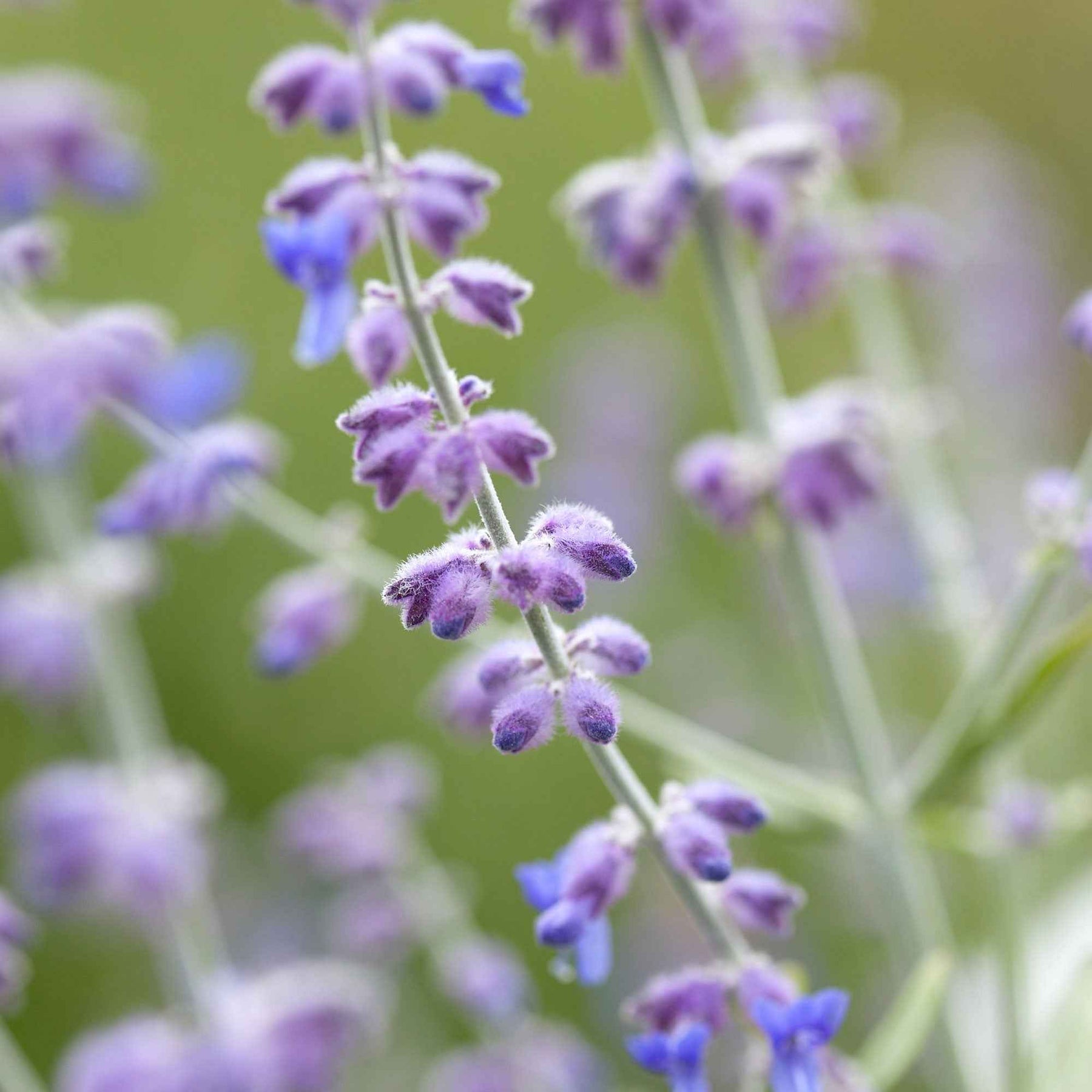 Blauraute 'Blue Spire' - Perovskia atriplicifolia blue spire - Willemse