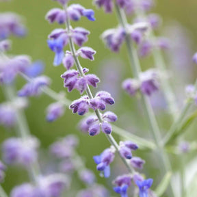 Blauraute 'Blue Spire' - Perovskia atriplicifolia blue spire - Willemse