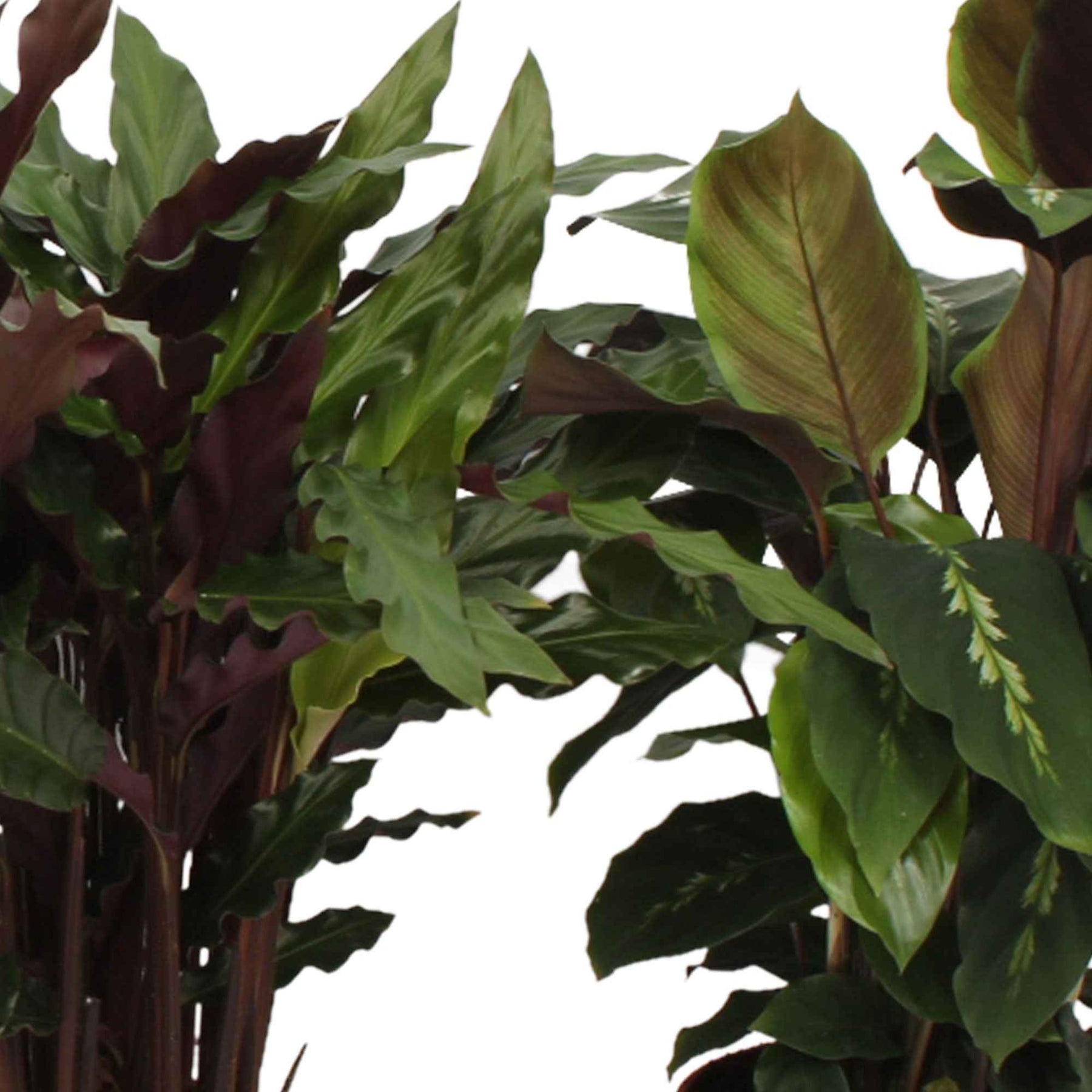 Calathea Mischung (x4) - Calathea 'eldergrass', 'blue grass', 'leopardina', 'mauiqueen' - Willemse