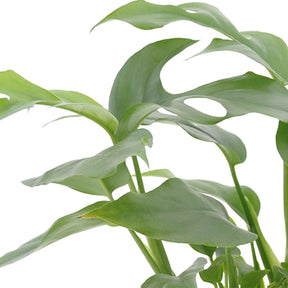 Badezimmerpflanzen - Bad-Zimmerpflanzen-Kollektion (x3) - Nephrolepis Duffii, Monstera minima, Asplenium Crispy Wave