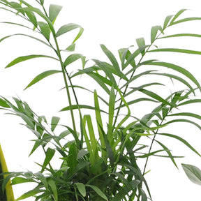 Sets von Zimmerpflanzen - Pflegeleichte Zimmerpflanzen Mischung (x4) -  clusia, chamaedorea, ctenanthe burle marxii, sansevieria