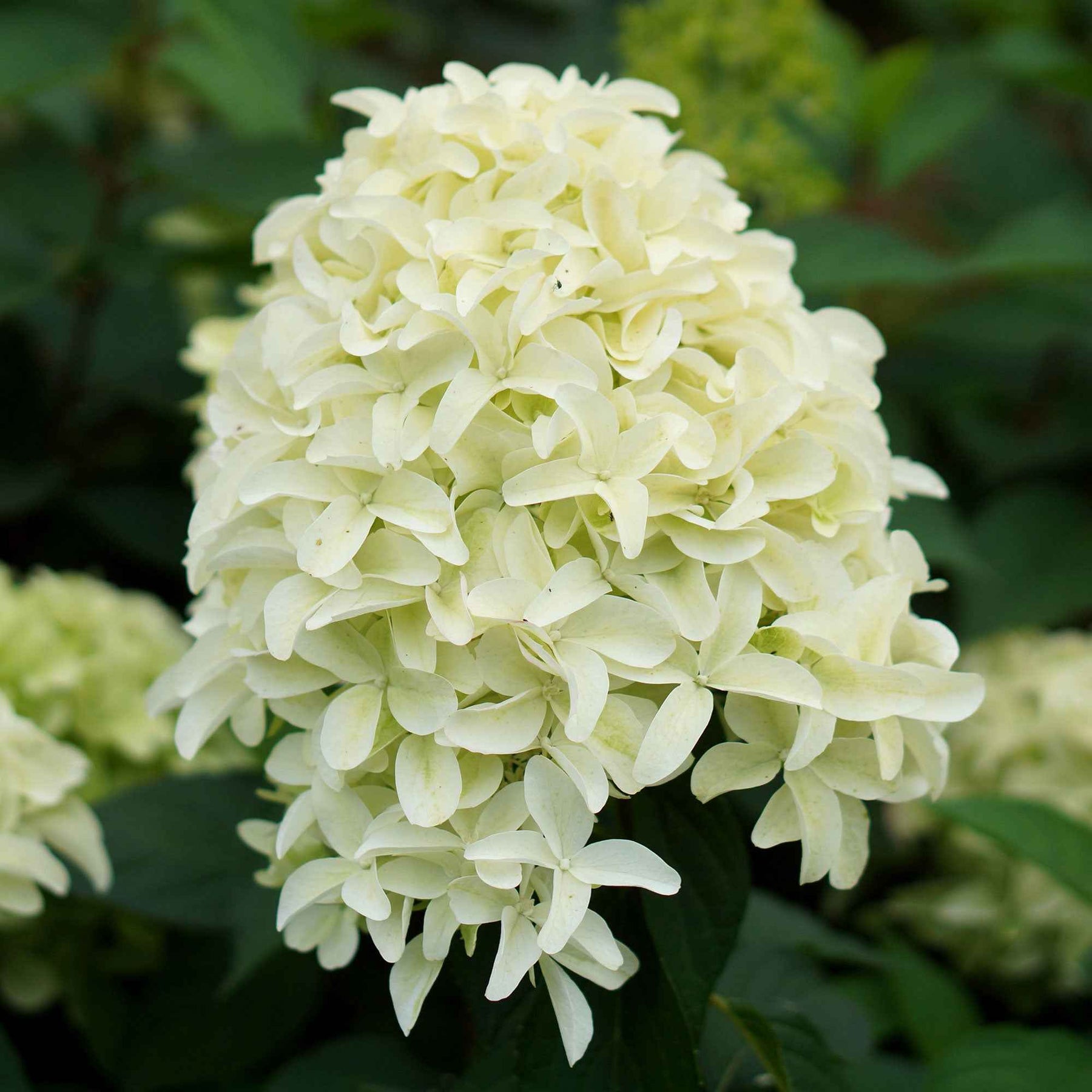 Rispenhortensie 'Skyfall' - Hydrangea paniculata skyfall - Willemse
