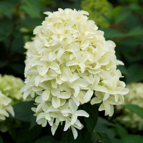 Rispenhortensie 'Skyfall' - Hydrangea paniculata skyfall - Willemse
