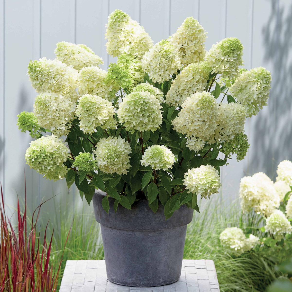 Hydrangea paniculata skyfall - Rispenhortensie 'Skyfall' - Rispenhortensie